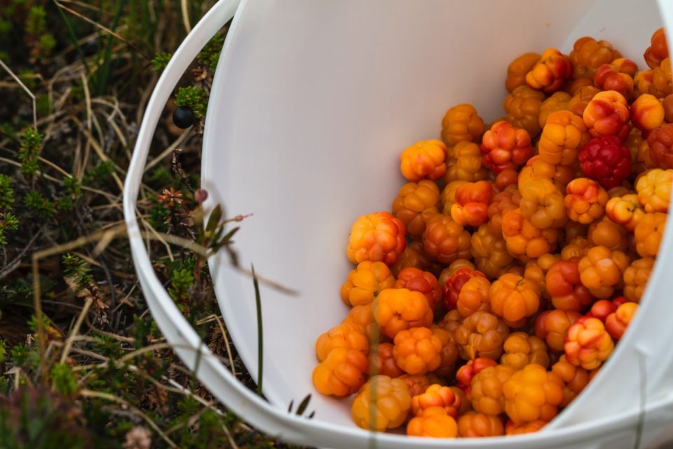 bunch of orange fruits on pail