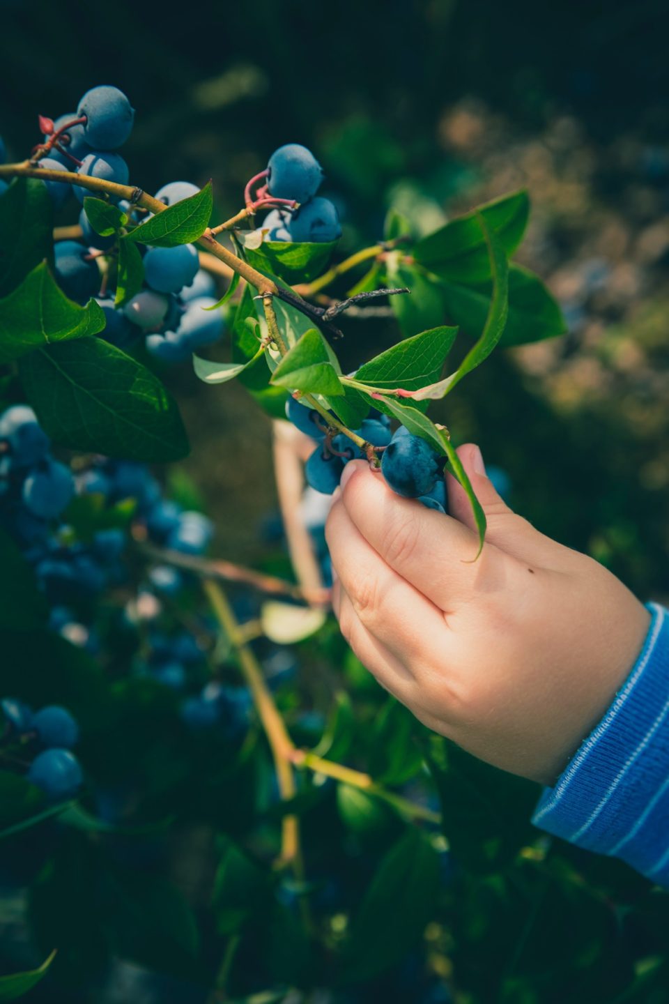 person holding blue berry