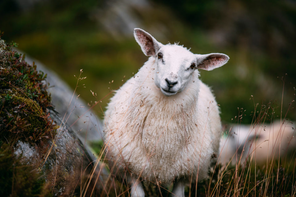 Norwegian sheep and wool