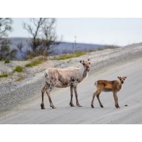 reindeer calf skin from norway