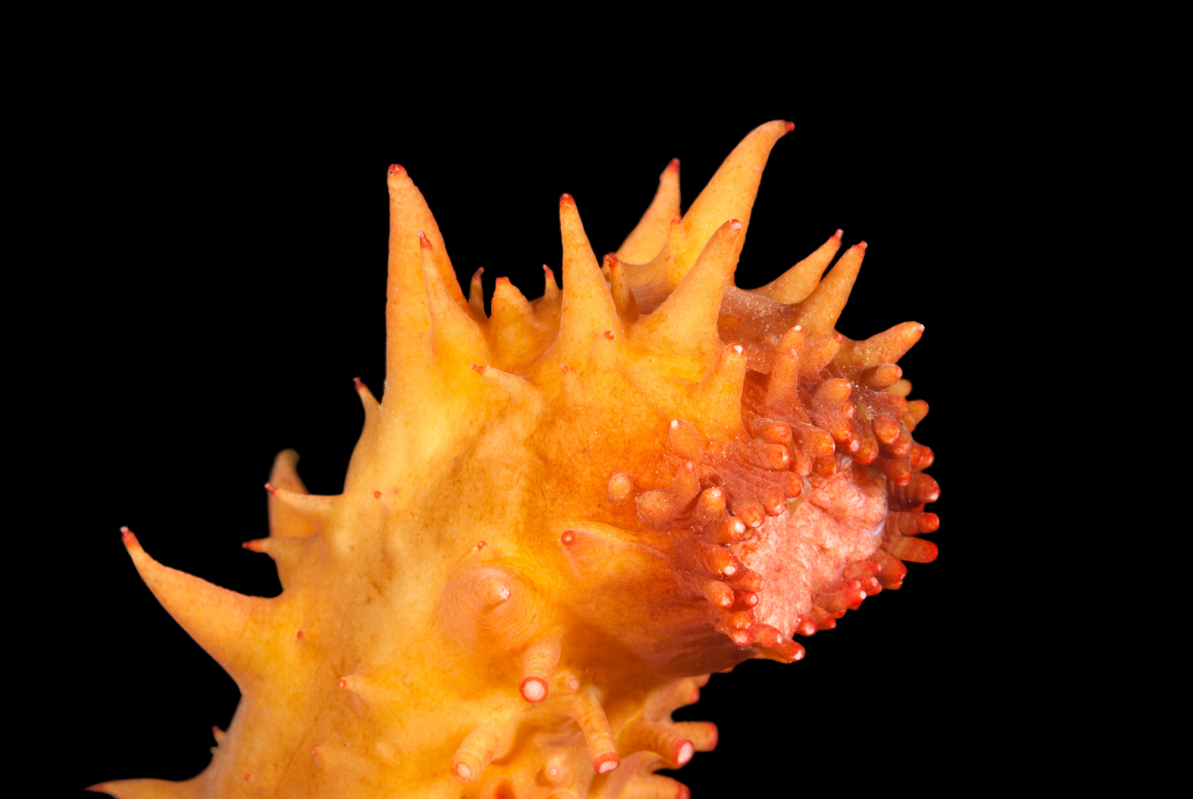 Sea cucumber