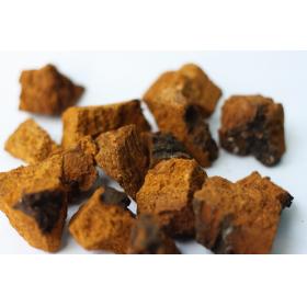 chaga mushroom