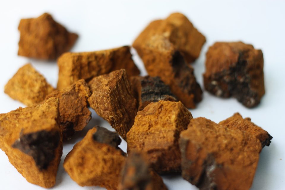 chaga mushroom